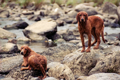 Dogs on rock