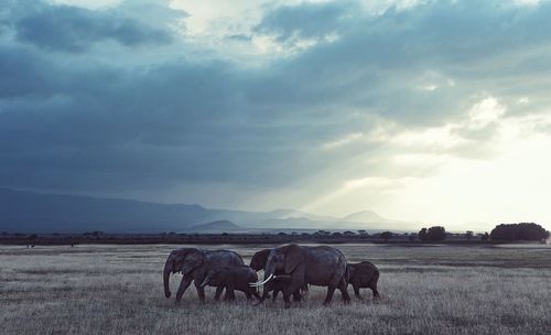 Elephants on field at amboseli national park against cloudy sky