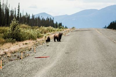 Bears on road by mountains against sky