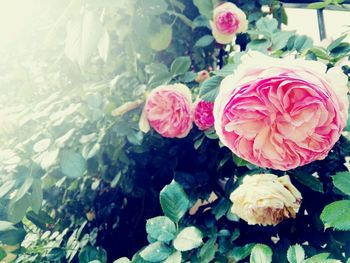 Close-up of pink rose bouquet