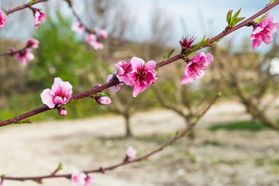 Close-up of pink cherry blossoms