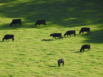 Horses grazing in a field