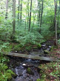 Scenic view of forest