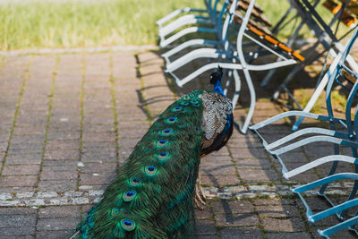 High angle view of peacock