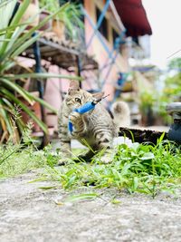 Two birds in a plants