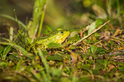 A beautiful common green water frog enjoying sunbathing in a natural habitat at the forest pond. 