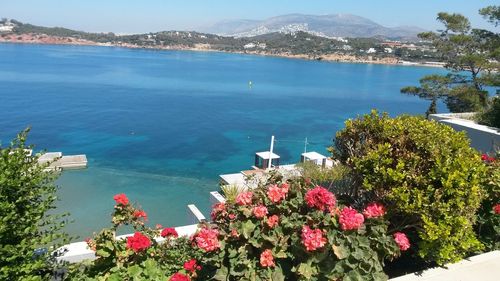 Close-up of flowers against calm sea