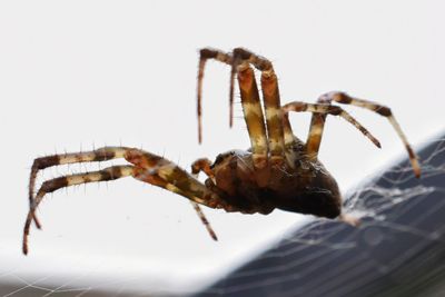 Close-up of insect over white background