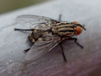 Close-up of fly