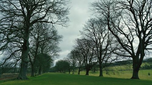 Bare trees on grassy landscape