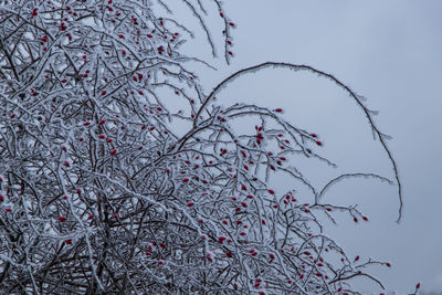 Low angle view of flowering plant against sky during winter