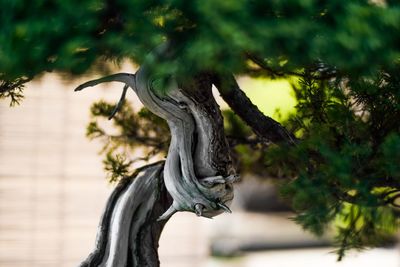 Close-up of statue against trees