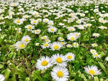 Close-up of white daisy flowers on field