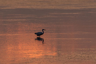 Silhouette bird on lake