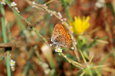 Close-up of butterfly pollinating on flower