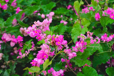 Close-up of pink flowering plant