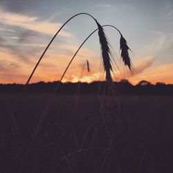 Plants growing on field at sunset