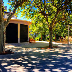 View of a tree with building in the background