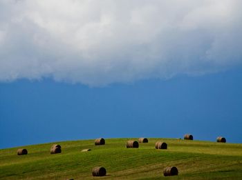 Sheep grazing on grassy field