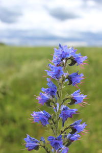 Close-up of purple flowering plant on field