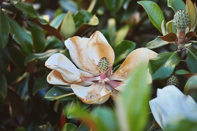 Close-up of flowering plant