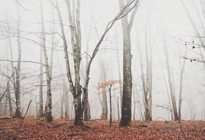 Bare trees in forest during winter