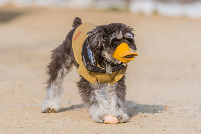 Close-up of dog on beach