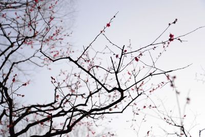 Low angle view of bare tree against sky