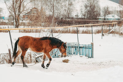 Red-haired horse on the background of a winter landscape. horse in the winter 