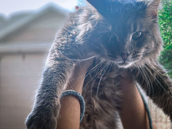 Close-up portrait of a cat