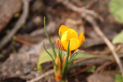 Close-up of yellow crocus flower
