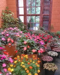 Pink flowers blooming in yard