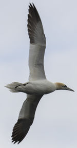 Low angle view of gannet flying against sky