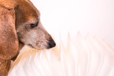 Close-up of dog over white background