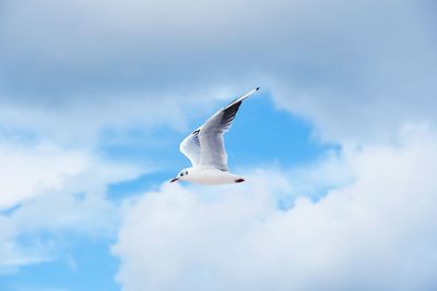Low angle view of seagull flying in cloudy sky