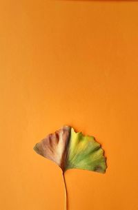 Close-up of orange flower against yellow background