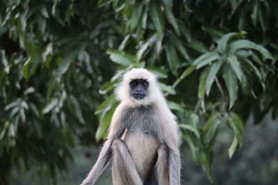 Portrait of monkey sitting on tree