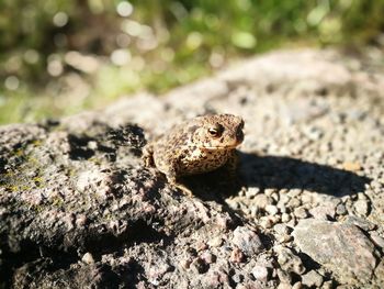 Close-up of lizard on rock