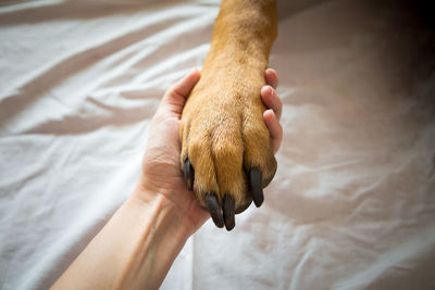 Close-up of hand holding dog on bed