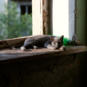 Portrait of cat sitting on retaining wall
