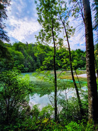 Scenic view of lake in forest against sky