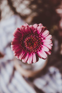 Close-up of pink flower blooming outdoors