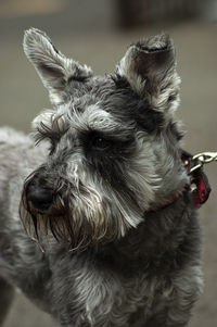 Close-up of dog looking away