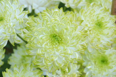 Full frame shot of white flowering plants