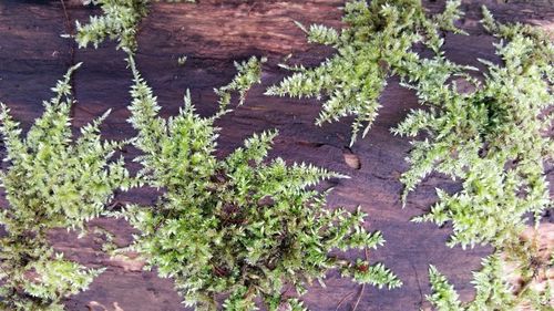 Plants growing in water