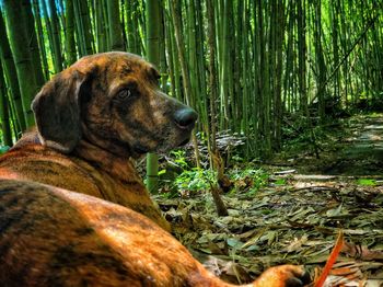 Dog standing in forest