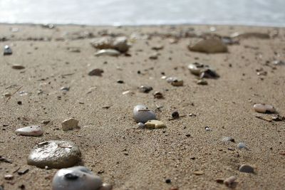 Close-up of crab on sand at beach