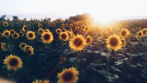 Sunflowers blooming on field against sky during sunset