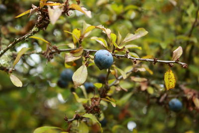 Close-up of berries growing on tree