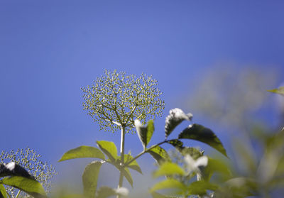 Close-up of flowers against clear blue sky